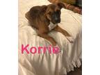 Adopt Korrie a Mixed Breed