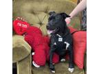 Adopt Frieda a American Staffordshire Terrier