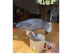 AZX 02 African Grey Parrots Birds