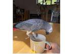 GUQ 02 African Grey Parrots Birds