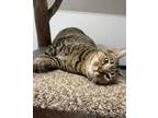 Adopt RJ a Domestic Short Hair