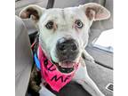 Adopt Mona - Urgent 4 Mths in Boarding! a American Staffordshire Terrier