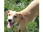 Adopt Blossom a Jack Russell Terrier