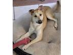 Adopt Daisy B a Carolina Dog, German Shepherd Dog