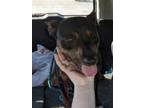 Adopt Luna a Miniature Pinscher