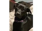 Adopt Beana a Labrador Retriever, Boxer