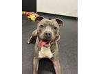 Adopt Nala a American Staffordshire Terrier