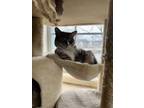 Adopt Princess Diana a American Shorthair