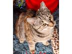 Adopt Nutmeg a Domestic Short Hair, Torbie