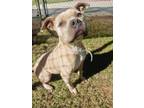 Adopt Ginger a American Staffordshire Terrier