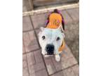 Adopt Brooklyn a American Staffordshire Terrier