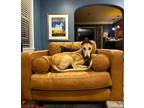 Adopt Alek a Greyhound