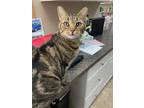 Adopt Chipmunk a Domestic Short Hair