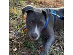 Adopt Flint a Pit Bull Terrier