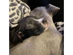 Adopt Fonzie a Pit Bull Terrier