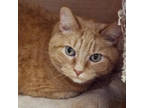 Adopt Harry--Senior Gentleman comes with Vet Care Support for Life a Tabby