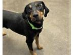 Adopt HONNEY a Black and Tan Coonhound, Mixed Breed