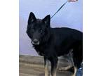 Adopt R260448/ Sirius a German Shepherd Dog