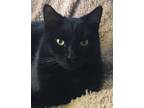 Adopt Macy a Domestic Short Hair