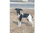 Adopt Callum a Italian Greyhound, Rat Terrier