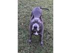 Adopt Roc a Pit Bull Terrier