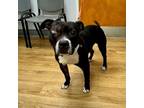 Adopt Tully a American Bully