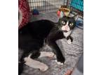 Adopt Nick a Domestic Short Hair