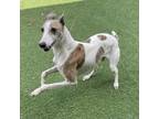 Adopt Rod a Whippet