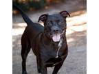 Adopt Gravy 20165 a Pit Bull Terrier