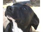 Adopt Astro a Labrador Retriever