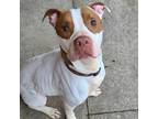 Adopt Rhett a Pit Bull Terrier