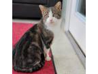 Adopt Ghirardelli a Domestic Short Hair