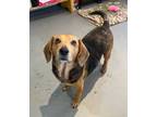 Adopt Roscoe a Beagle, Mixed Breed