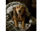 Adopt Roscoe a Beagle, Mixed Breed