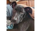 Adopt Kennedy a Labrador Retriever, Mixed Breed