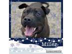 Adopt Miller a Terrier
