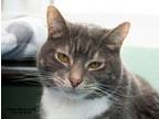 Adopt Wally a Domestic Short Hair