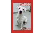 Adopt Waldo a Pit Bull Terrier