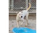 Adopt 23-0920 "Miracle" a Pit Bull Terrier