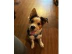 Adopt Kamikaze a Border Collie, Australian Cattle Dog / Blue Heeler