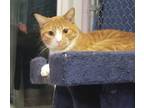 Adopt Dixon (with Mason) a Domestic Short Hair