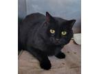 Adopt Black Panther (Working Cat) a Domestic Short Hair