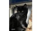 Adopt Jason (with Tyreese) a Domestic Short Hair