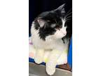 Adopt Mr. Whiskers a Domestic Long Hair