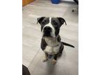 Adopt Grady a Pit Bull Terrier, Mixed Breed
