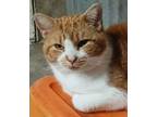 Adopt Trickovic Lane Nelson a Domestic Short Hair