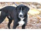 Adopt Perry a Labrador Retriever