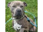 Adopt Ryker a American Staffordshire Terrier