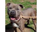 Adopt Ryker a American Staffordshire Terrier