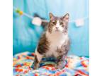 Adopt Twig-C a Domestic Long Hair